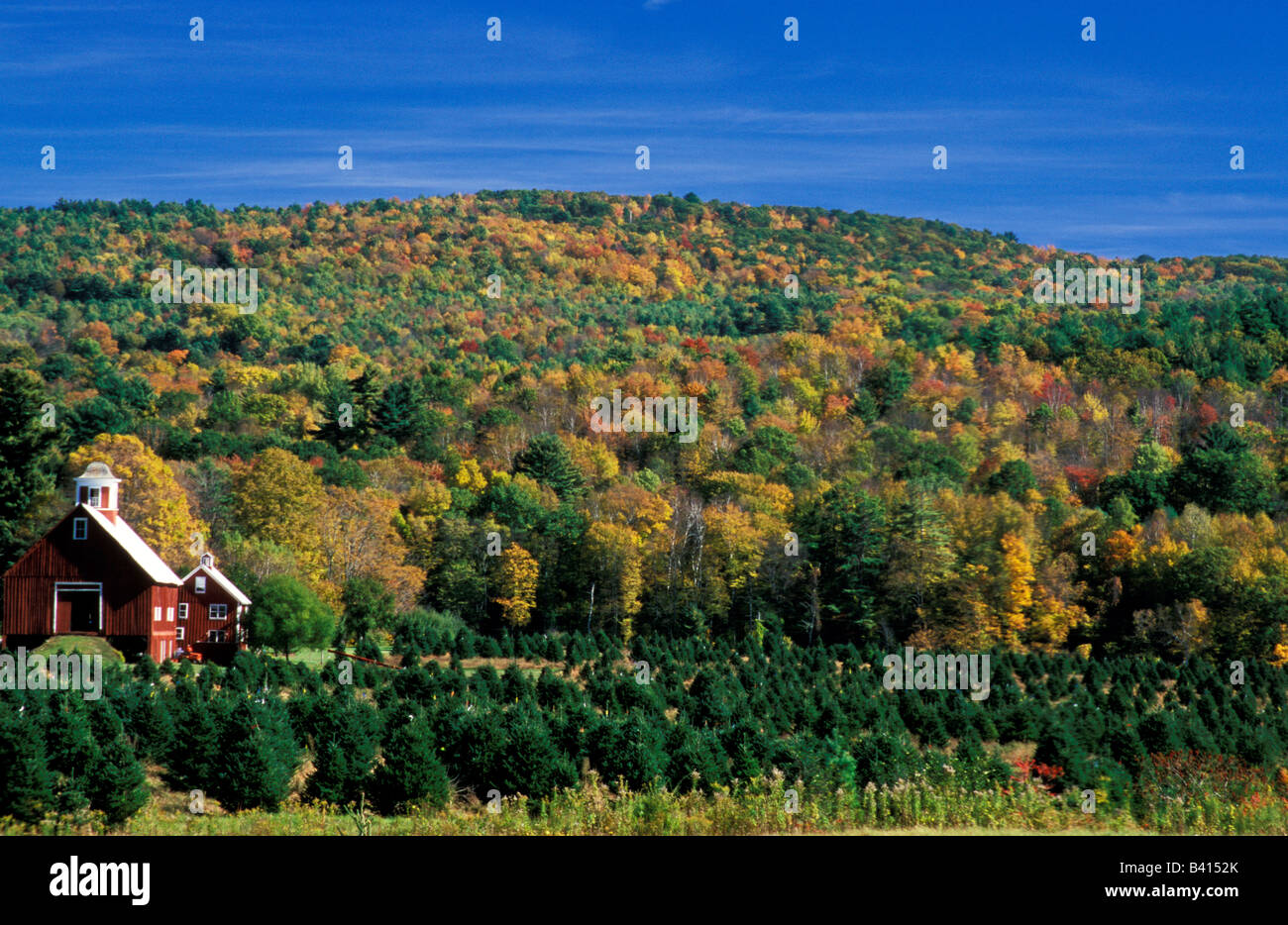North America, United States, Vermont. Christmas tree farm with a red barn. Stock Photo
