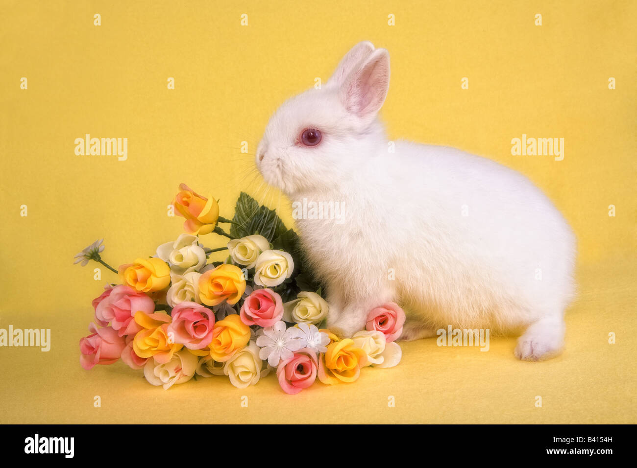 White baby Netherland Dwarf bunny rabbit with bouquet of mini rose flowers on yellow background Stock Photo