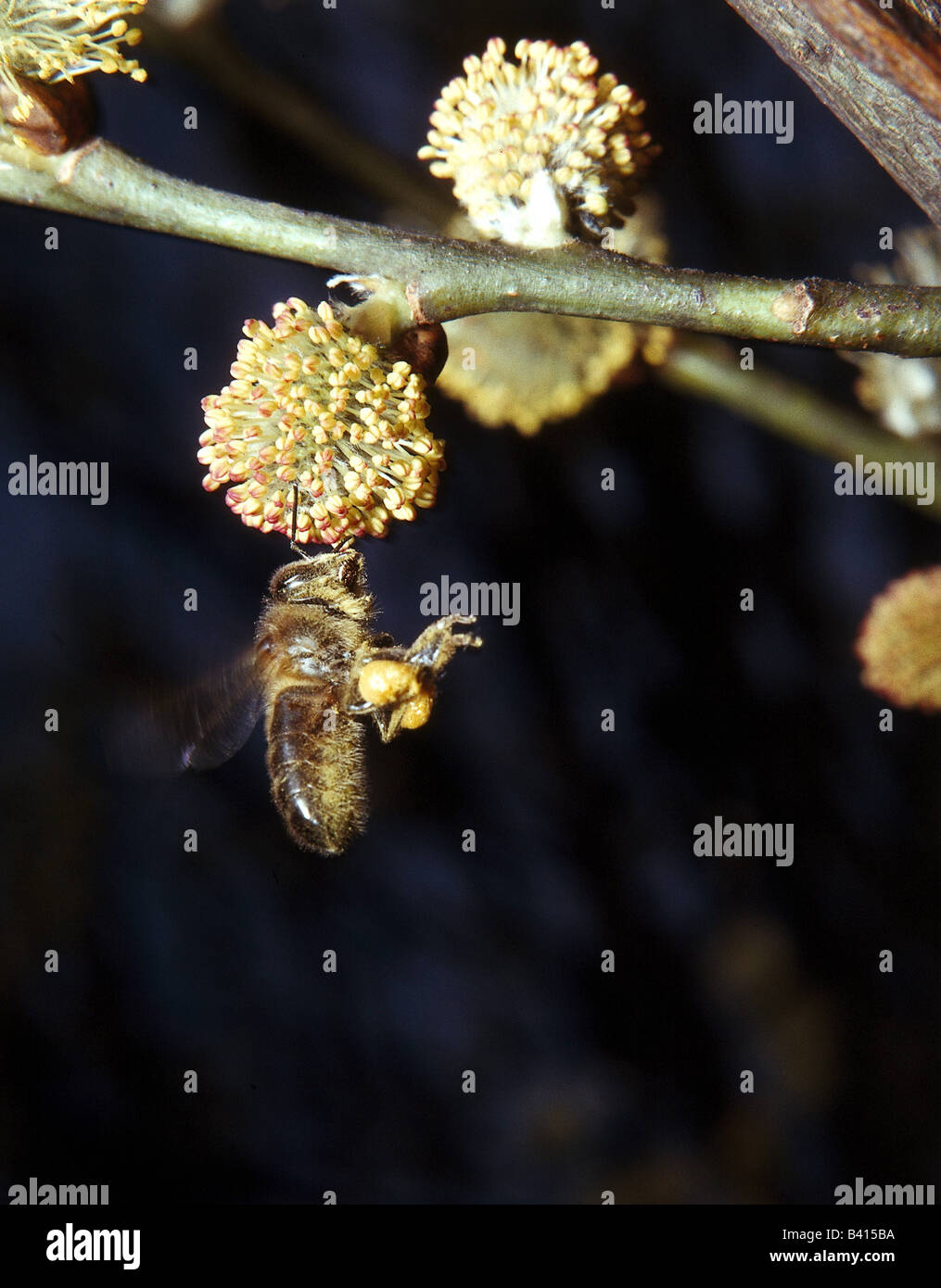 zoology / animals, insect, bees, Western honey bee, (Apis mellifera