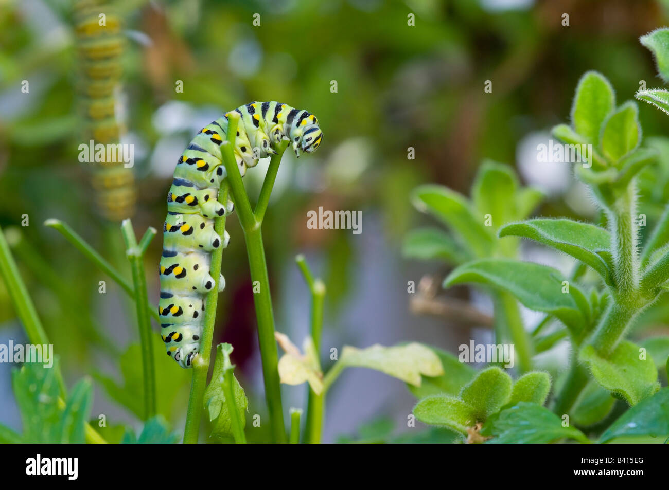 Black Swallowtail caterpillar feeds on parsley plant, USA Stock Photo