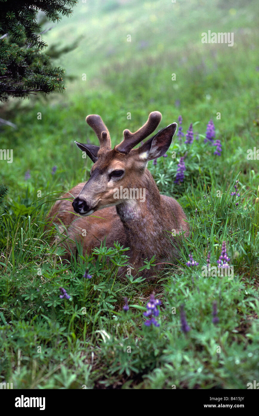 USA, Washington, Olympic National Park. Deer resting in meadow on ...