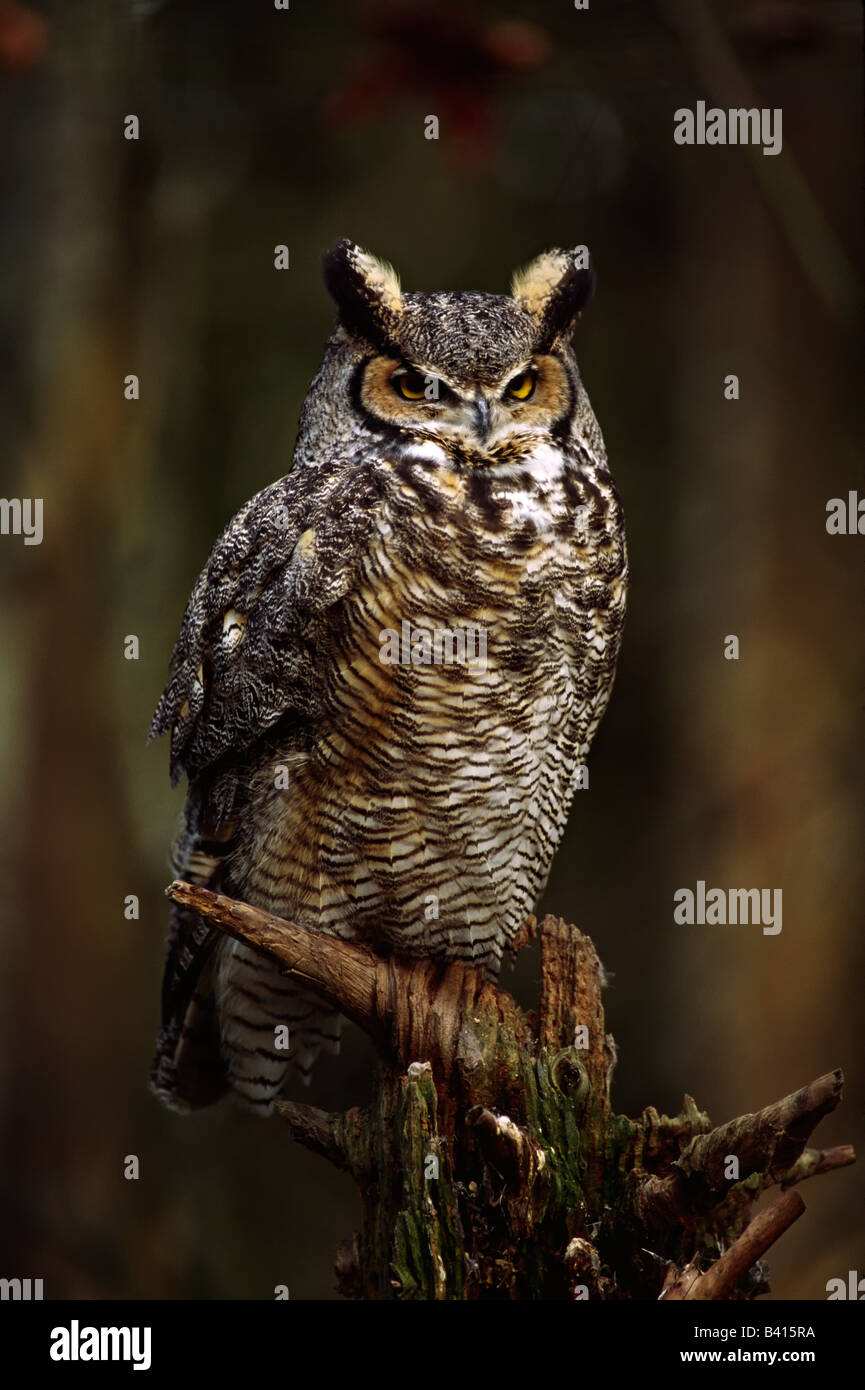 North America, USA, Washington, Northwest Trek. A Great Horned Owl