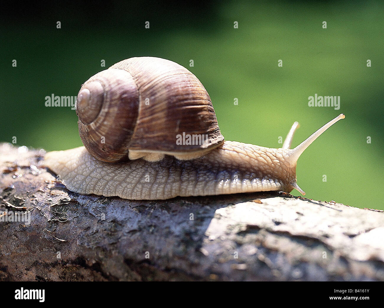 zoology / animals, mollusc, Helicidae, grapevine snail (Helix pomatia), on branch, distribution: Europe, molluscs, large garden Stock Photo