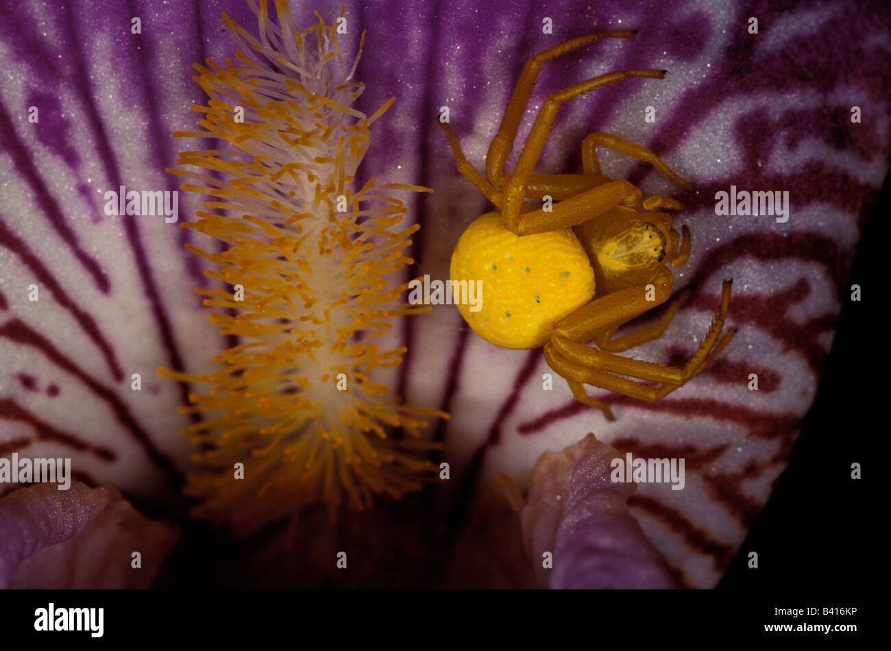 North America, USA, Washington, Olympic Penninsula. Yellow crab spider Stock Photo
