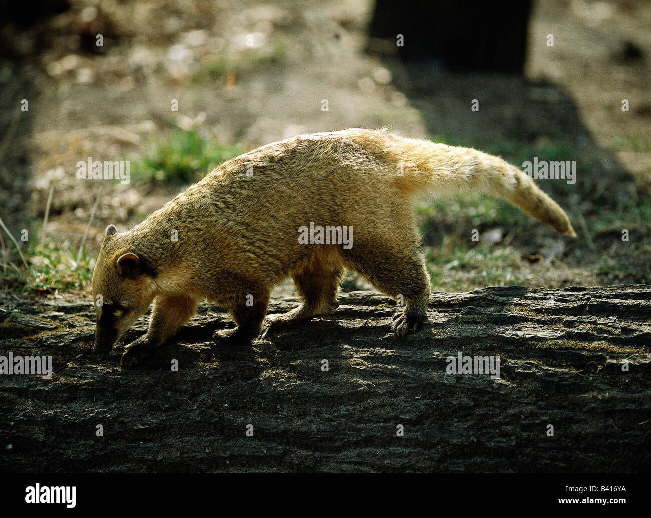 zoology / animals, mammal / mammalian, Pizote, (Nasua narica), distribution: South Western USA, Panama, animal, Procyonidae, Car Stock Photo