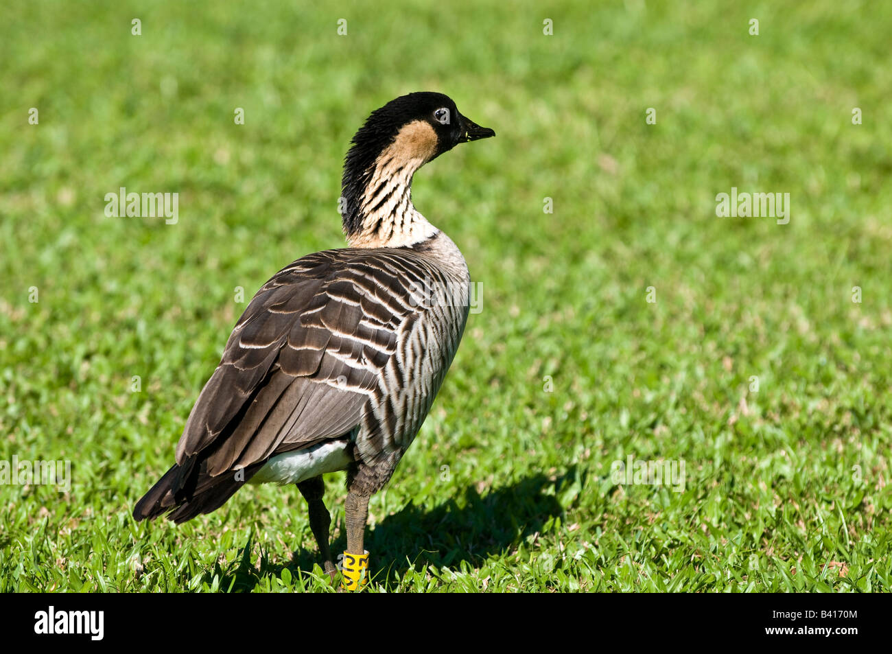 Nene Goose official state bird of Hawaii Hanalei Kauai Hawaii Stock