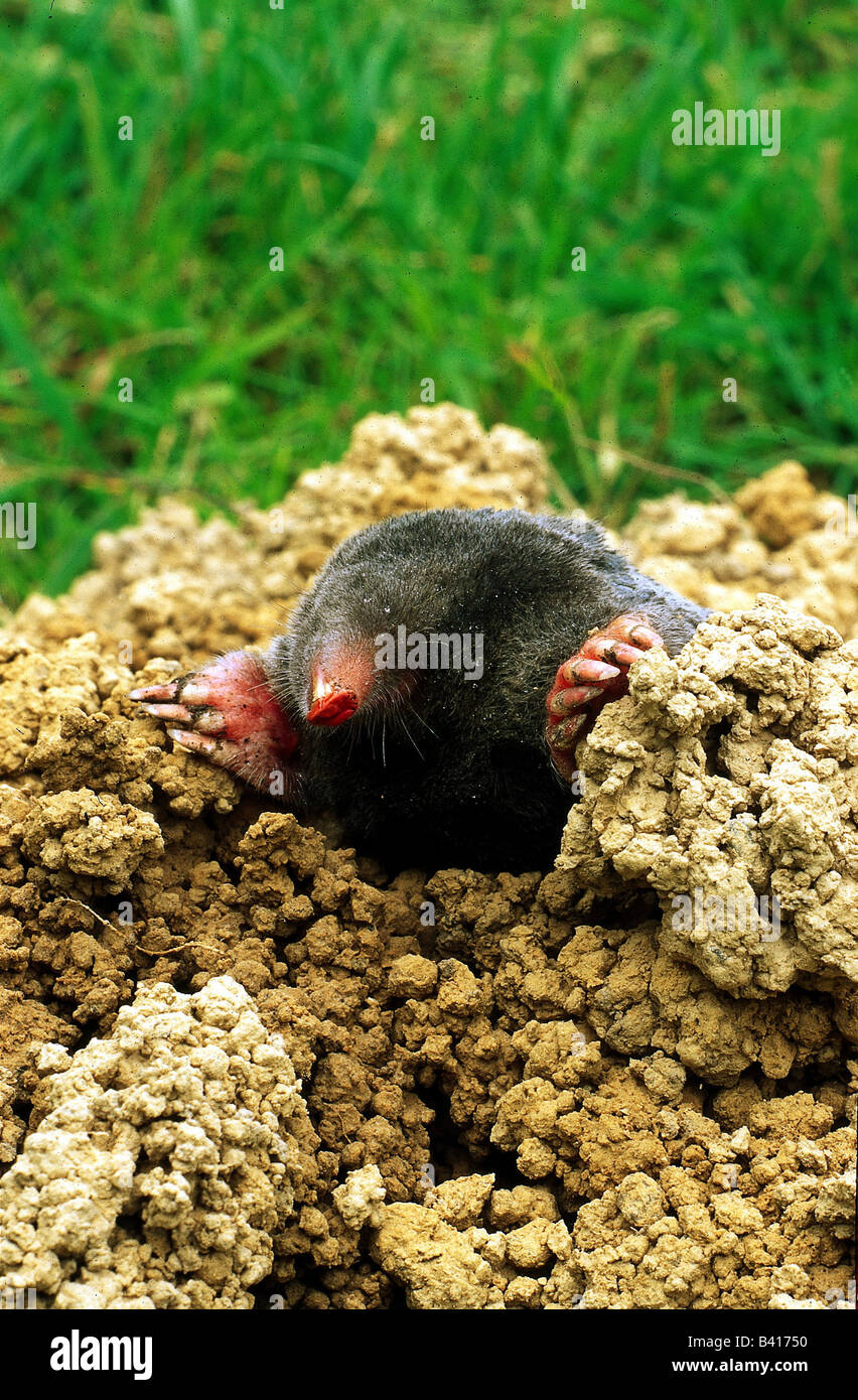 Talpidae hires stock photography and images Alamy