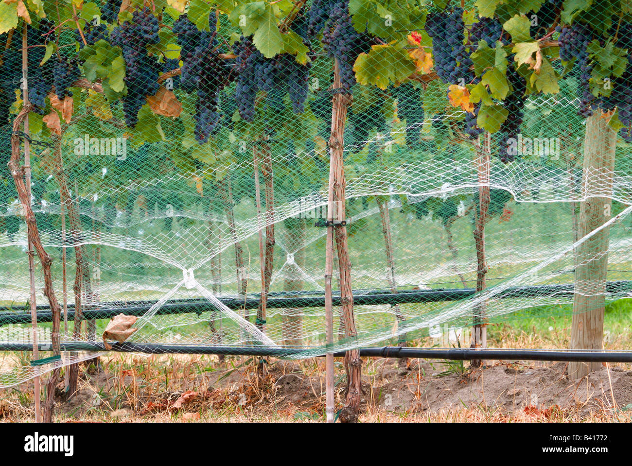 White meshed bird netting over grapes hanging on vines at Tsillan