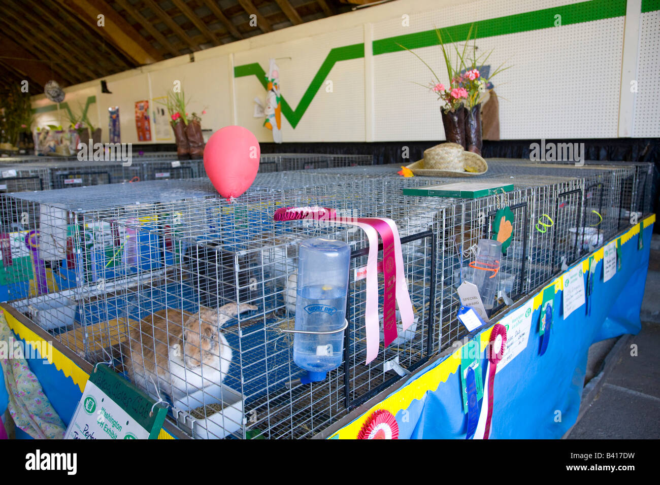 WA, Whitman County, Palouse Empire Fair, Rabbits in the 4H competition