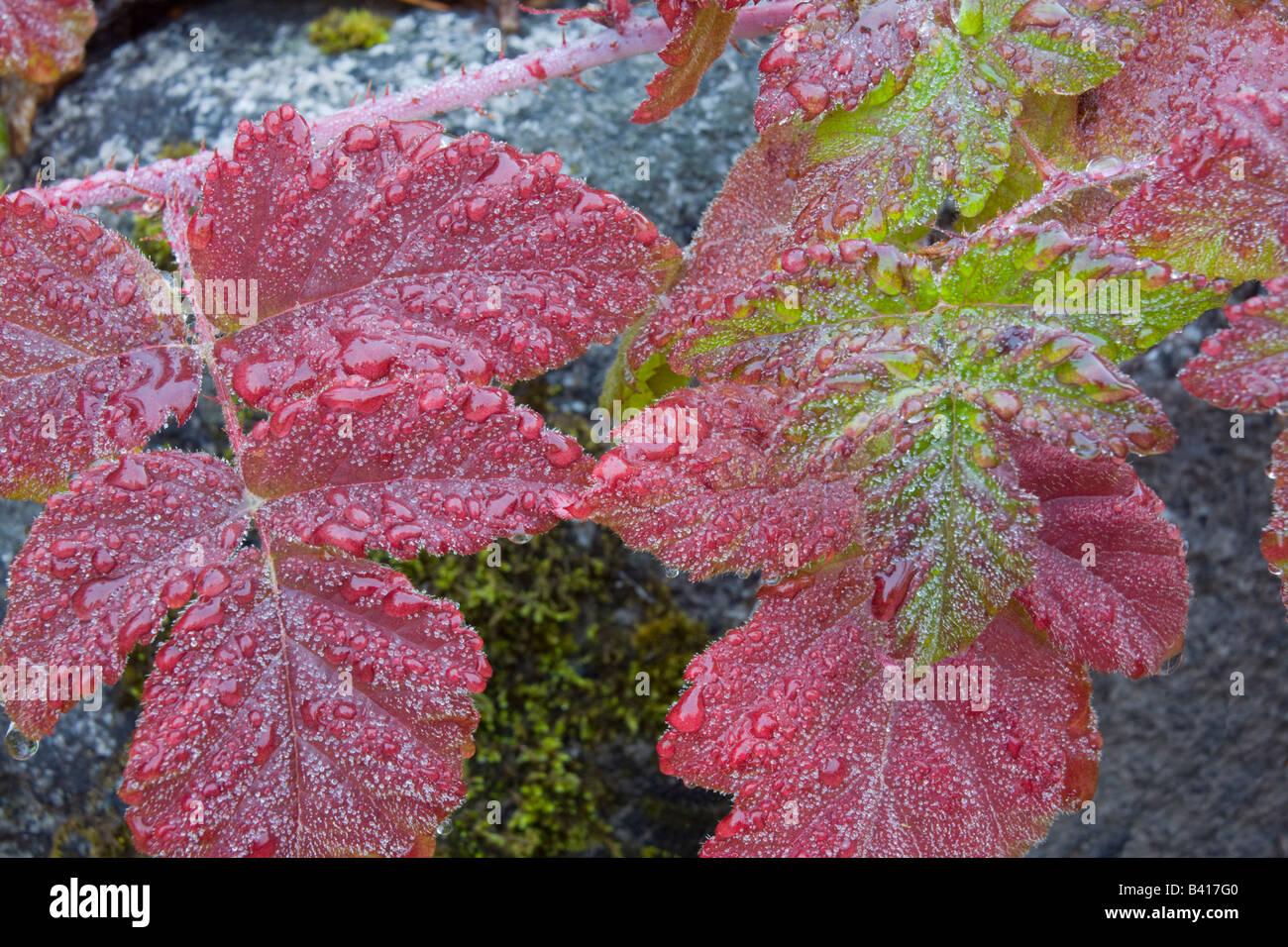 WA, Wenatchee National Forest, wild Himalayan Blackberry leaves, in autumn Stock Photo