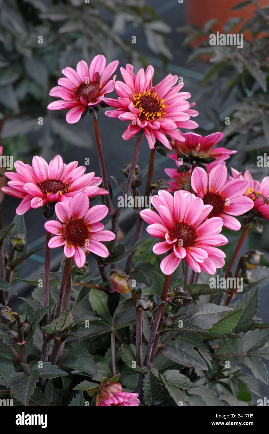 Dahlia (Dahlia sp.), variety: Dark Angel Pretty, flowers Stock Photo