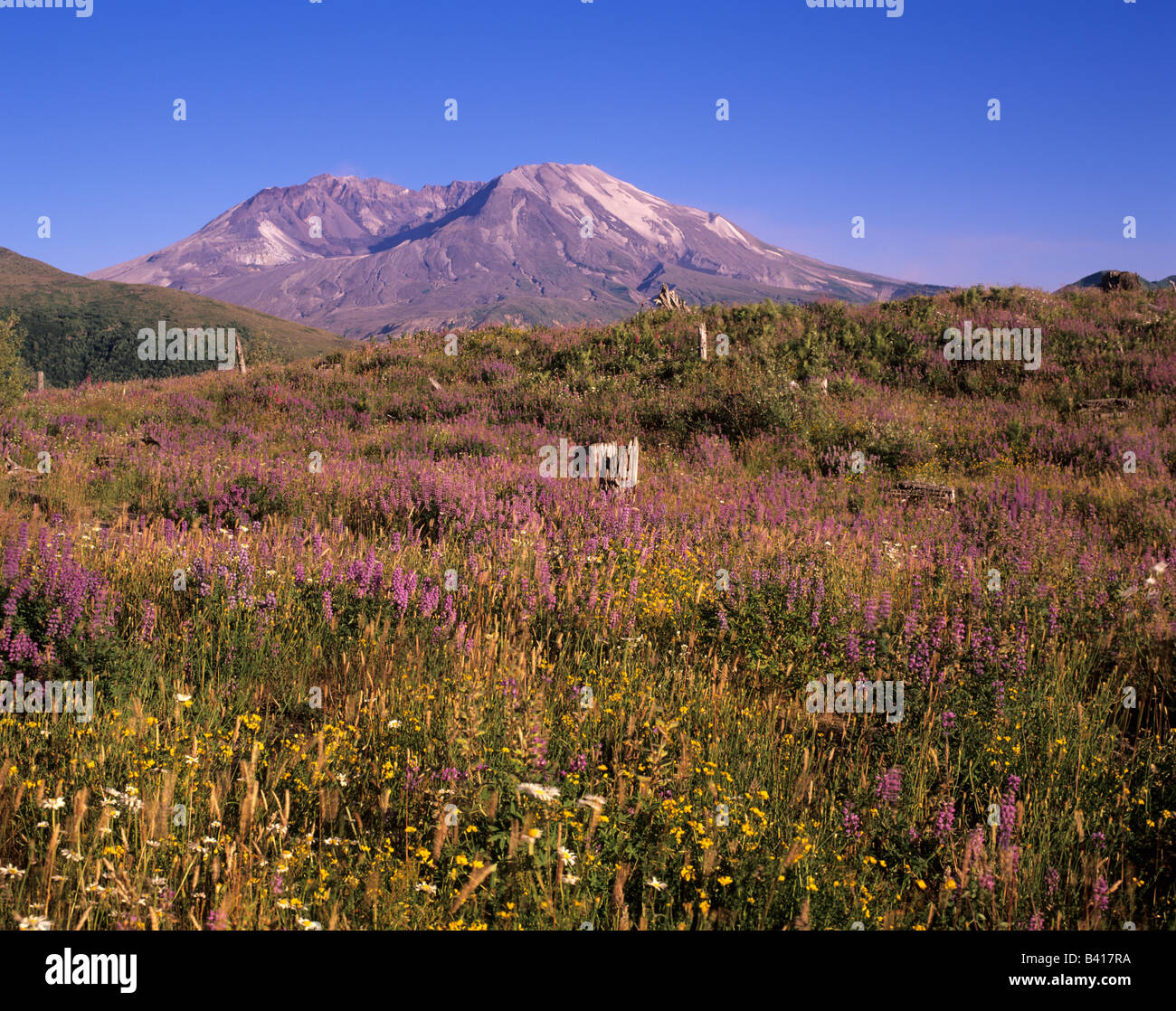 WA, Mt. St. Helens National Volcanic Monument, Mt. St. Helens, view ...
