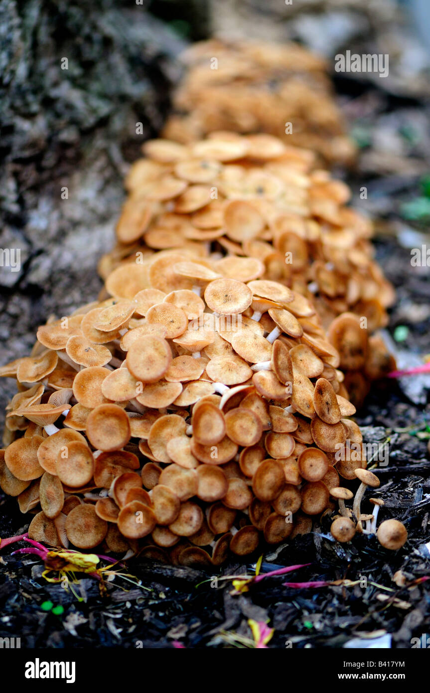 Fungus, Eukaryotae, growing at the base of a tree. Oklahoma, USA. Stock Photo