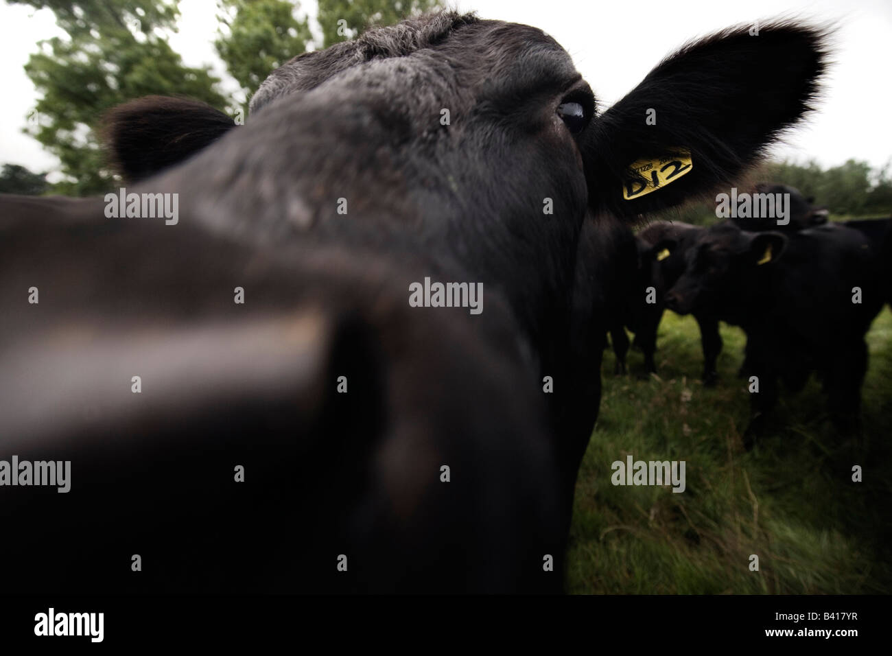 Cow noses up to camera Stock Photo