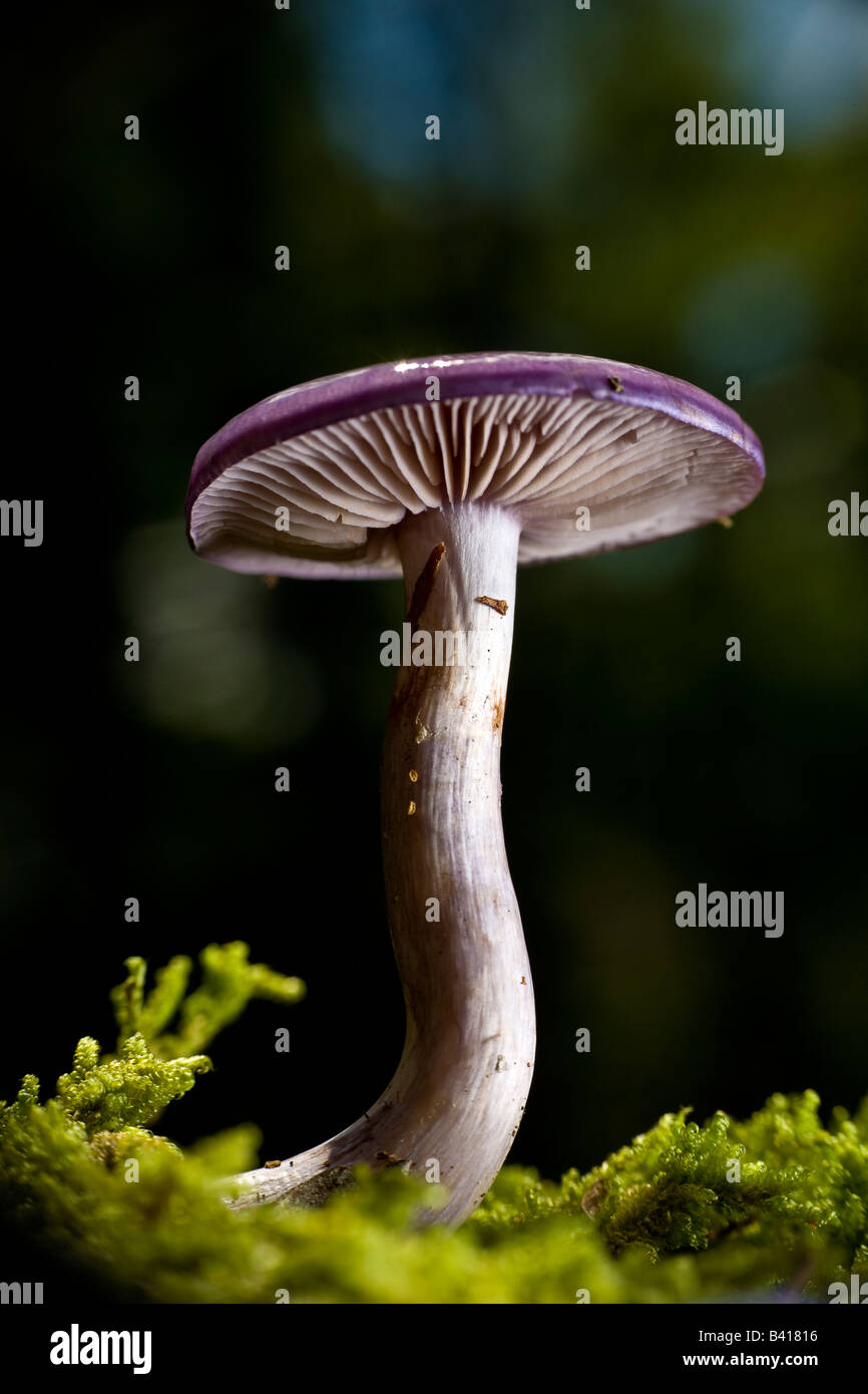 Macro shot of violet mushroom on moss PA USA Stock Photo