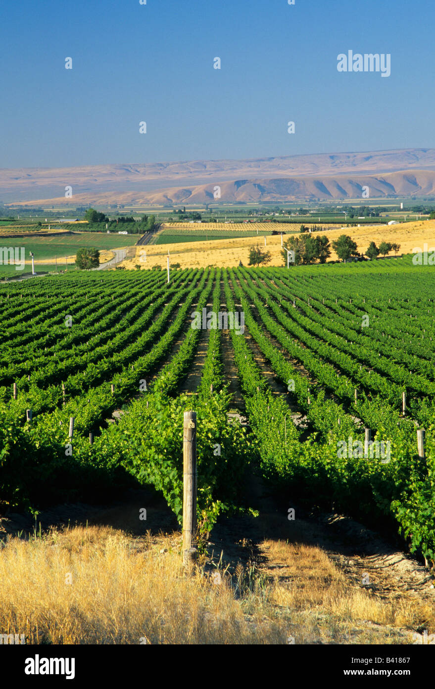 WA, Yakima Valley, Vineyards with Horse Heaven Hills in the distance