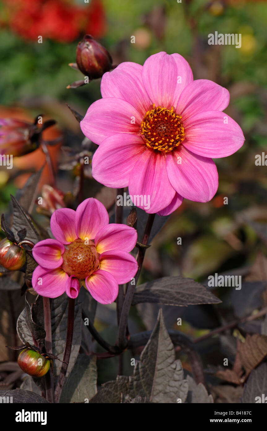 Dahlia (Dahlia sp.), variety: Happy Single Juliet, flowers Stock Photo
