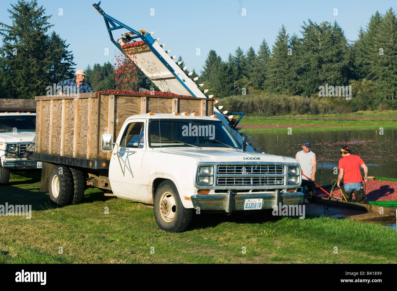 USA, WA, Long Beach, Cranberry Harvest Stock Photo Alamy