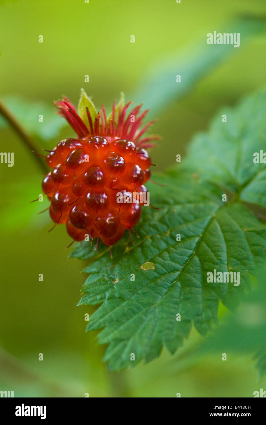 USA, WA. Prized fruit of native Salmonberry (Rubus spectabilis) is