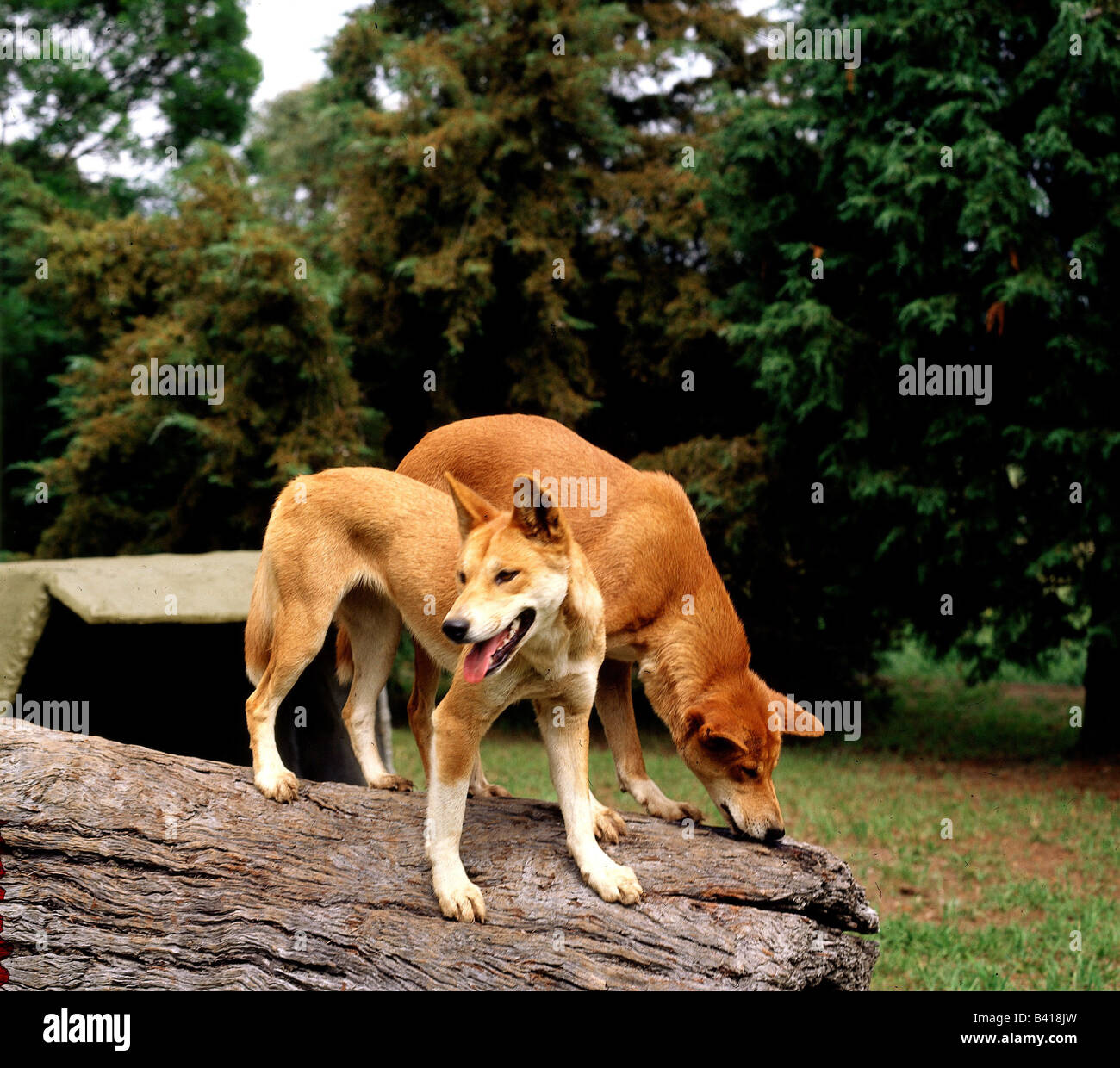 zoology / animals, mammal / mammalian, Dingo, (Canis lupus forma Dingo), two dingos standing on tree trunk, distribution: Austra Stock Photo