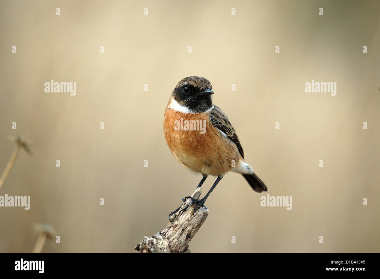 A photograph of a bird Stock Photo - Alamy