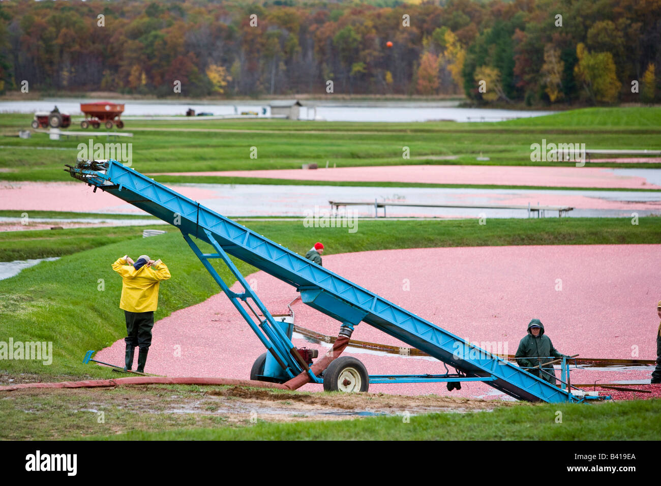 Cranberry Harvest near Spooner Wisconsin Stock Photo Alamy