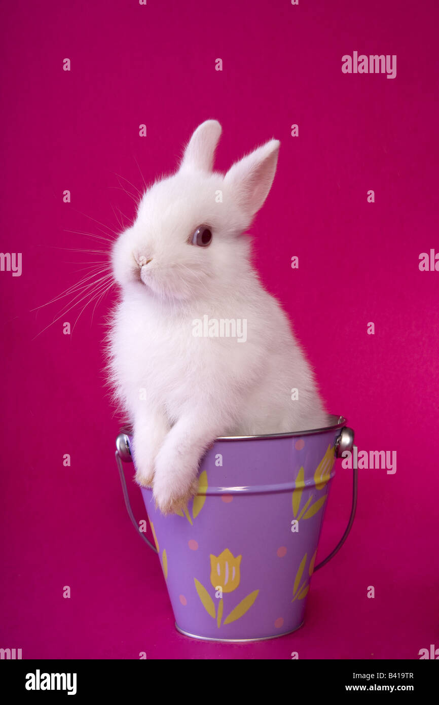 Cute white baby Easter Netherland Dwarf bunny rabbit on hot pink background in purple bucket with flowers Stock Photo