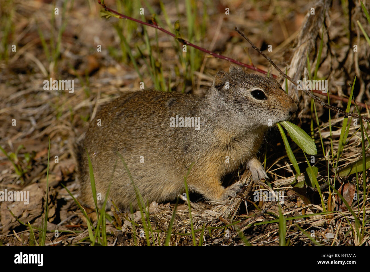 Uinta Ground Squirrel (Citellus armatus) Grand Teton National Park ...