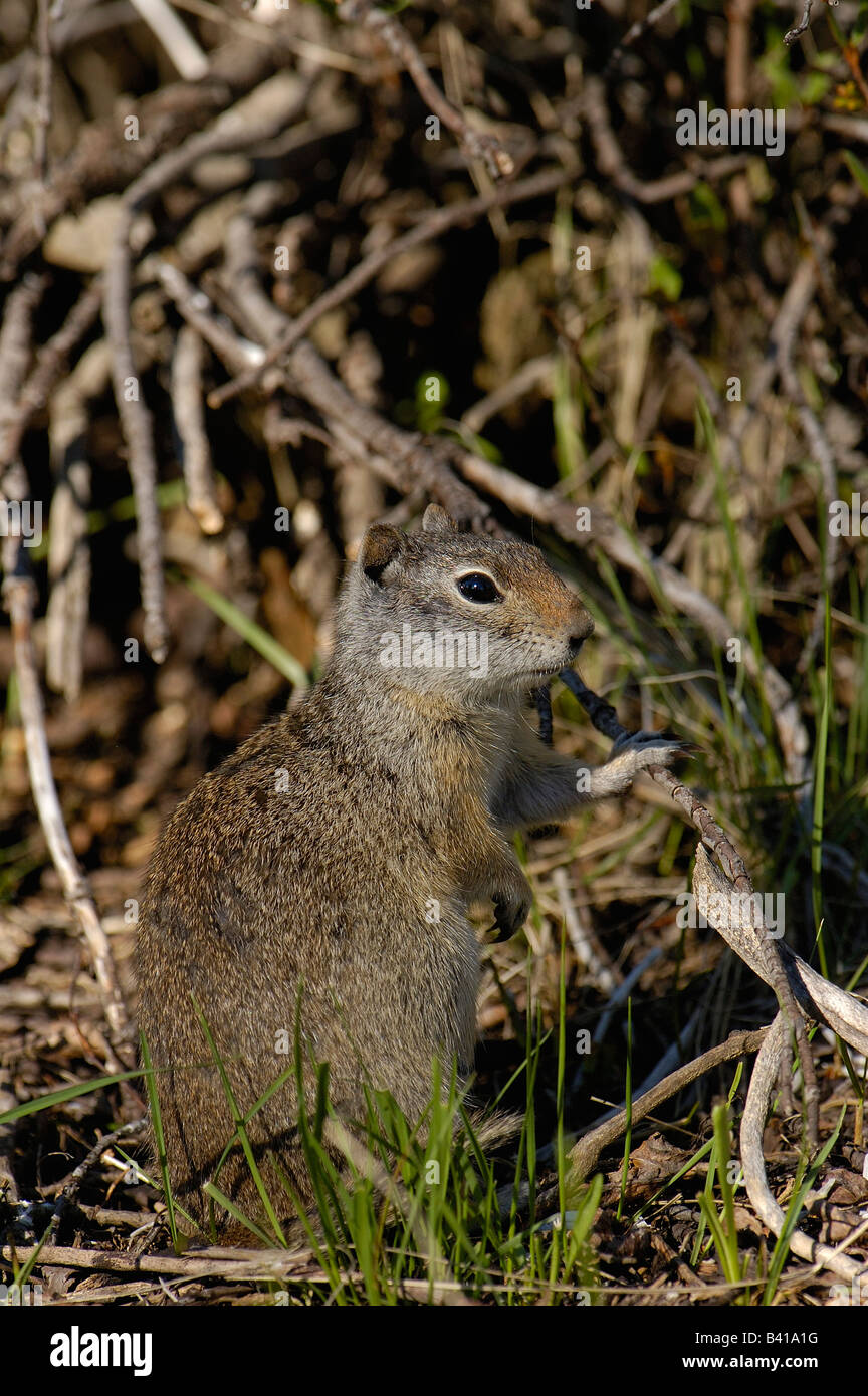 Uinta Ground Squirrel (Citellus armatus) Grand Teton National Park ...