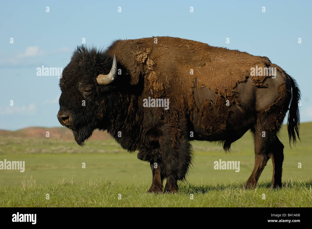 American Bison 'Buffalo' (Bison bison) male. Durham Ranch. Campbell County. Wyoming. USA Stock