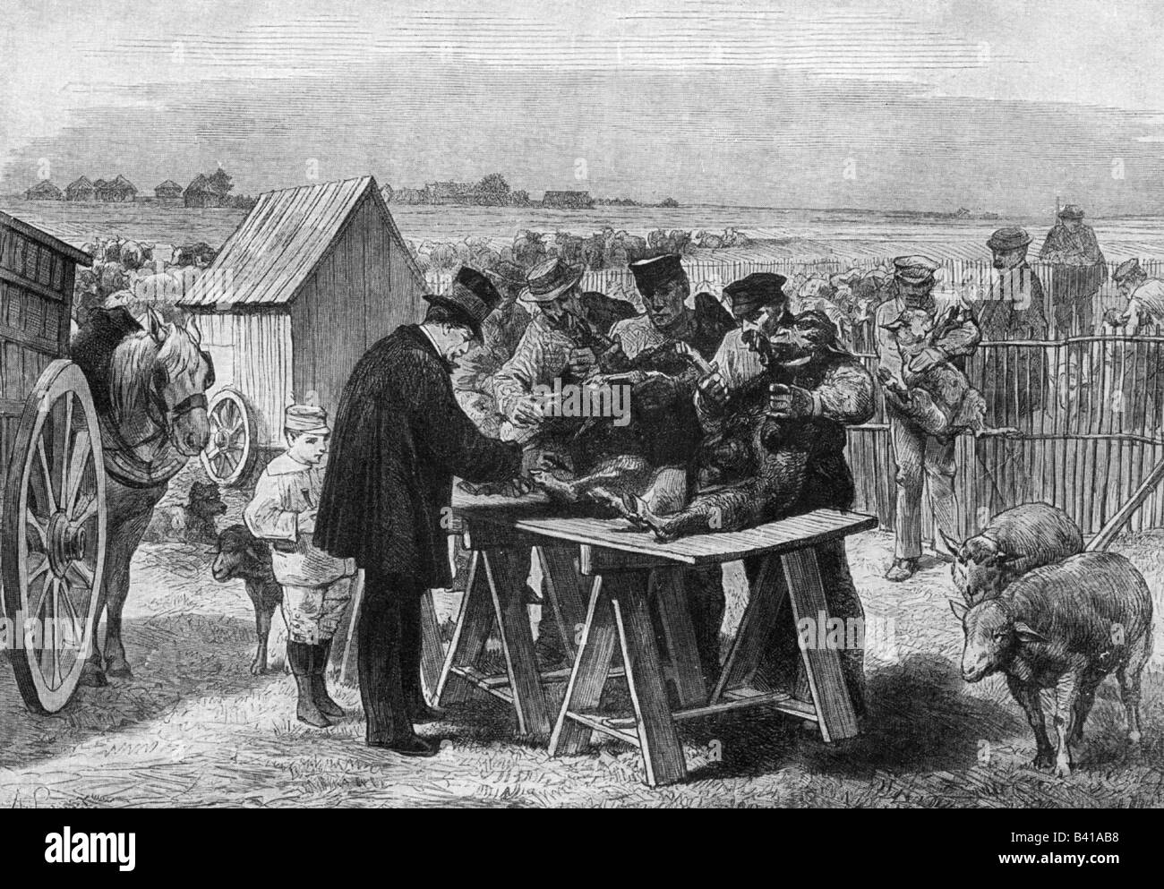 Pasteur, Louis, 27.12.1822 - 28.9.1895, French scientist, microbiologist, chemist, vaccinating sheep against anthrax, Puilly-le-Fort, spring 1881, wood engraving by A. Laneon, Stock Photo