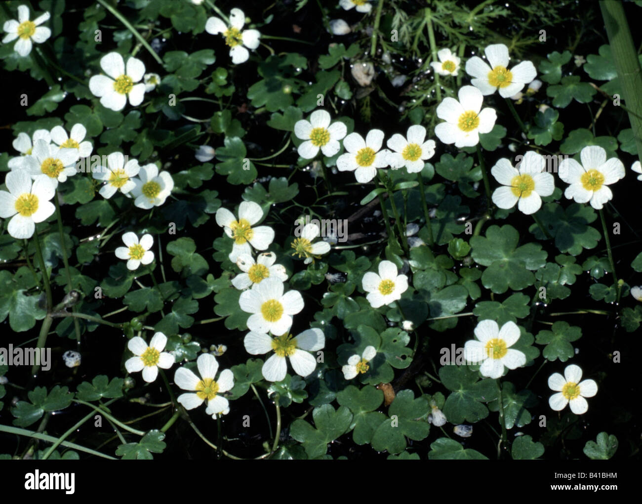 botany, crowfoot, (Ranunculus), Common Water-crowfoot, (Ranunculus