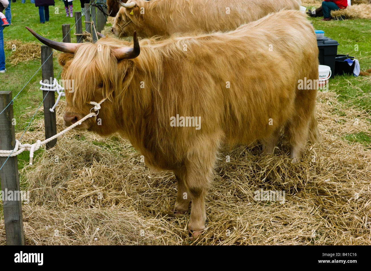 Highland Cow ready for showing at a local agricultural show in Scotland ...