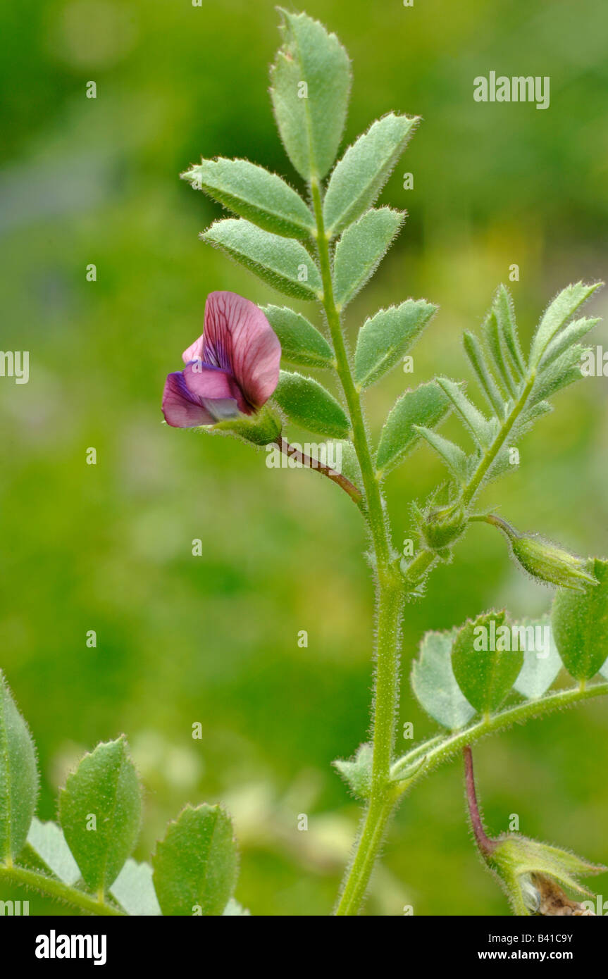 Chick Pea, Chickpea (Cicer arietinum) flowering Stock Photo