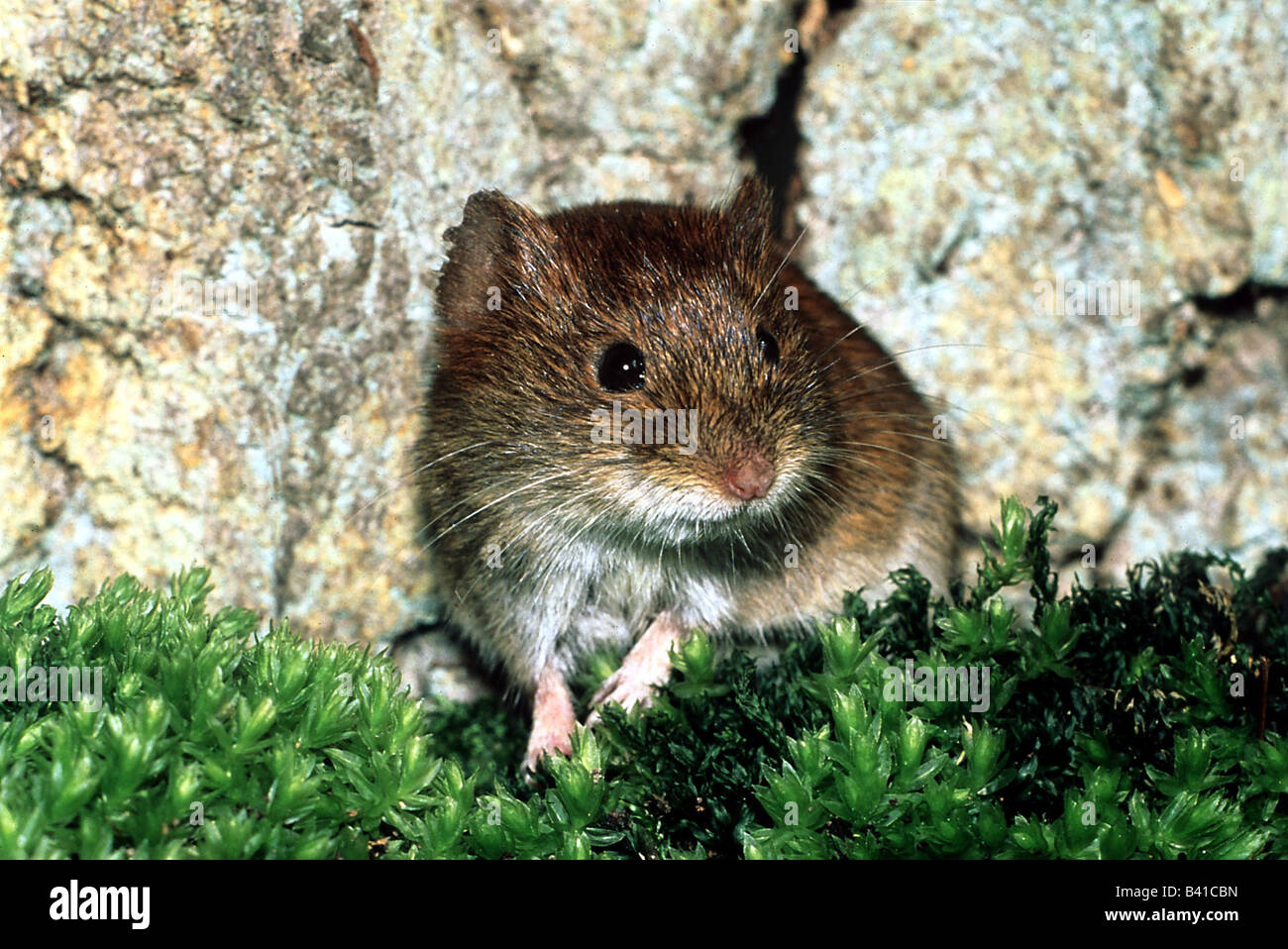 The rodents of asia hi-res stock photography and images - Alamy