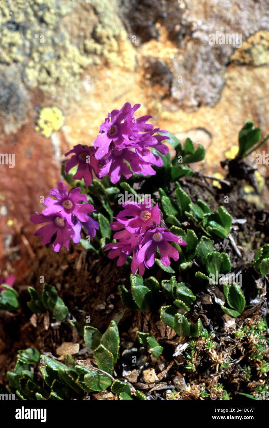 botany, primrose, (Primula), Sticky primrose, (Primula glutinosa), blossoms at shoot, leaves, leaf, purple, lilac, blooming, blo Stock Photo