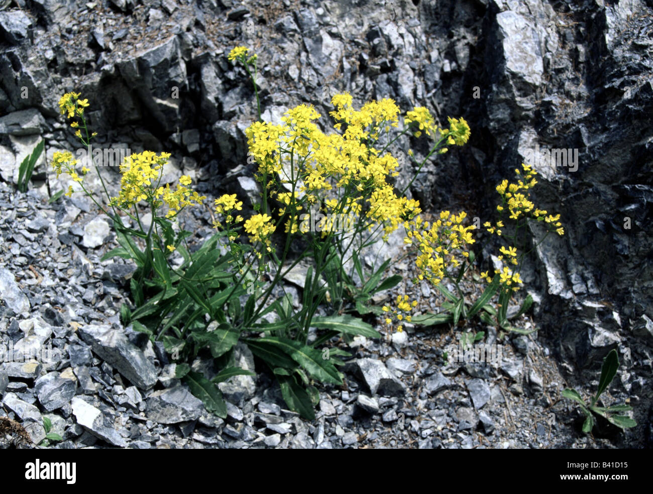 botany, Biscutella, (Biscutella), Buckler mustard, (Biscutella laevigata), on rock, Brassiaceae, Cruciferae, yellow, blooming, f Stock Photo