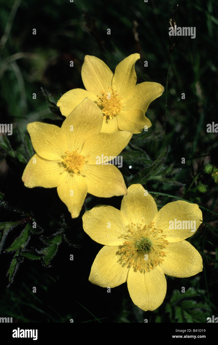 botany, Pasque flower, (Pulsatilla), Pulsatilla sulphurea, blossoms, anemone, Ranunculaceae, Ranunculales, Ranunkel, Magnoliidae Stock Photo