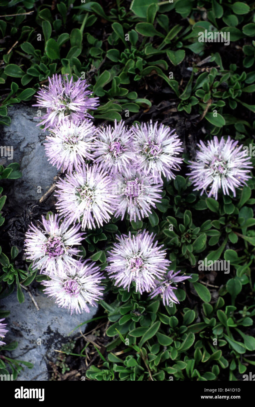 botany, Globularia, (Globularia), Globe Daisy, (Globularia cordifolia), blossoms, Globulariaceae, Asteridae, Scrophulariales, pu Stock Photo