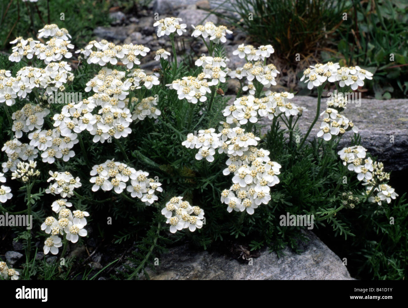 botany, Achillea, (Achillea), Musk Milfoil, (Achillea moschata), blossoms at shoot, white, blossom, blooming, flowering, Asterid Stock Photo