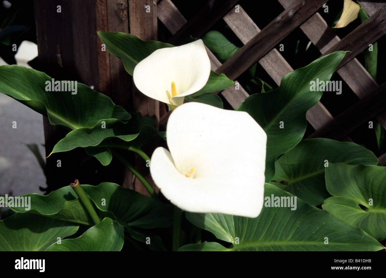 botany, Arum, (Calla), Lily of the Nil, (Calla aethiopica), blossoms, white, blooming, flowering, yellow, drop, dewdrops, raindr Stock Photo