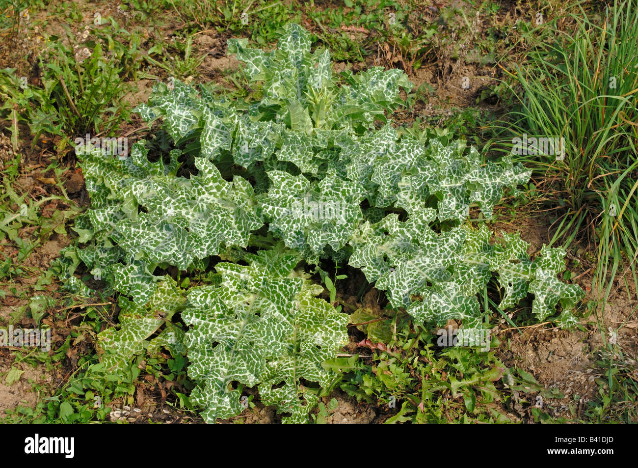 Blessed Milk Thistle, Our Ladys Thistle (Silybum marianum) leaves Stock Photo