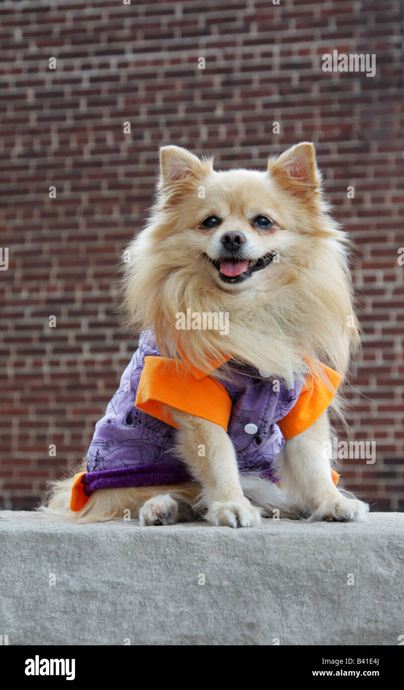 Cute Pomeranian dog in Halloween costume Stock Photo Alamy