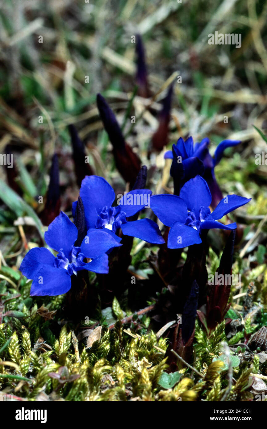 botany, Gentiana, Spring Gentina, (Gentiana verna), on meadow, growing in grass, blooming, blossom, blossoms, Asteridae, Gentian Stock Photo