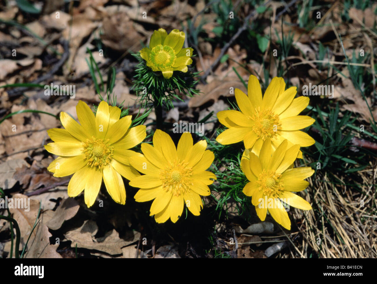 botany, Adonis, (Adonis), Adonis vernalis, (Adonis vernalis), shoot with blossoms, blooming, flowering, yellow, growing, on grou Stock Photo