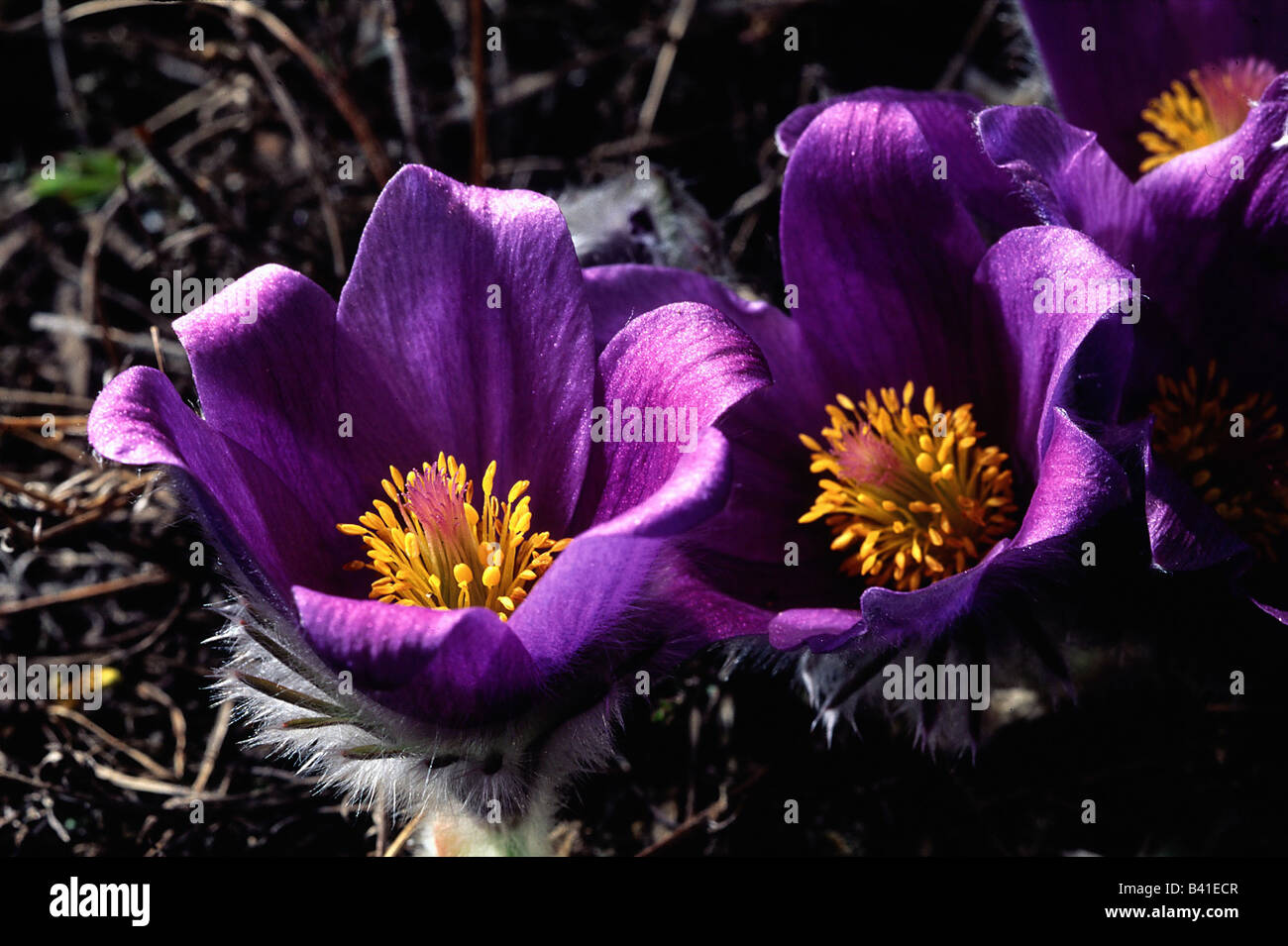 botany, Pasque flower, (Pulsatilla), Common Pasque flower, (Pulsatilla vulgaris), blossom, purple, Ranunculales, Ranunkel, Ranun Stock Photo