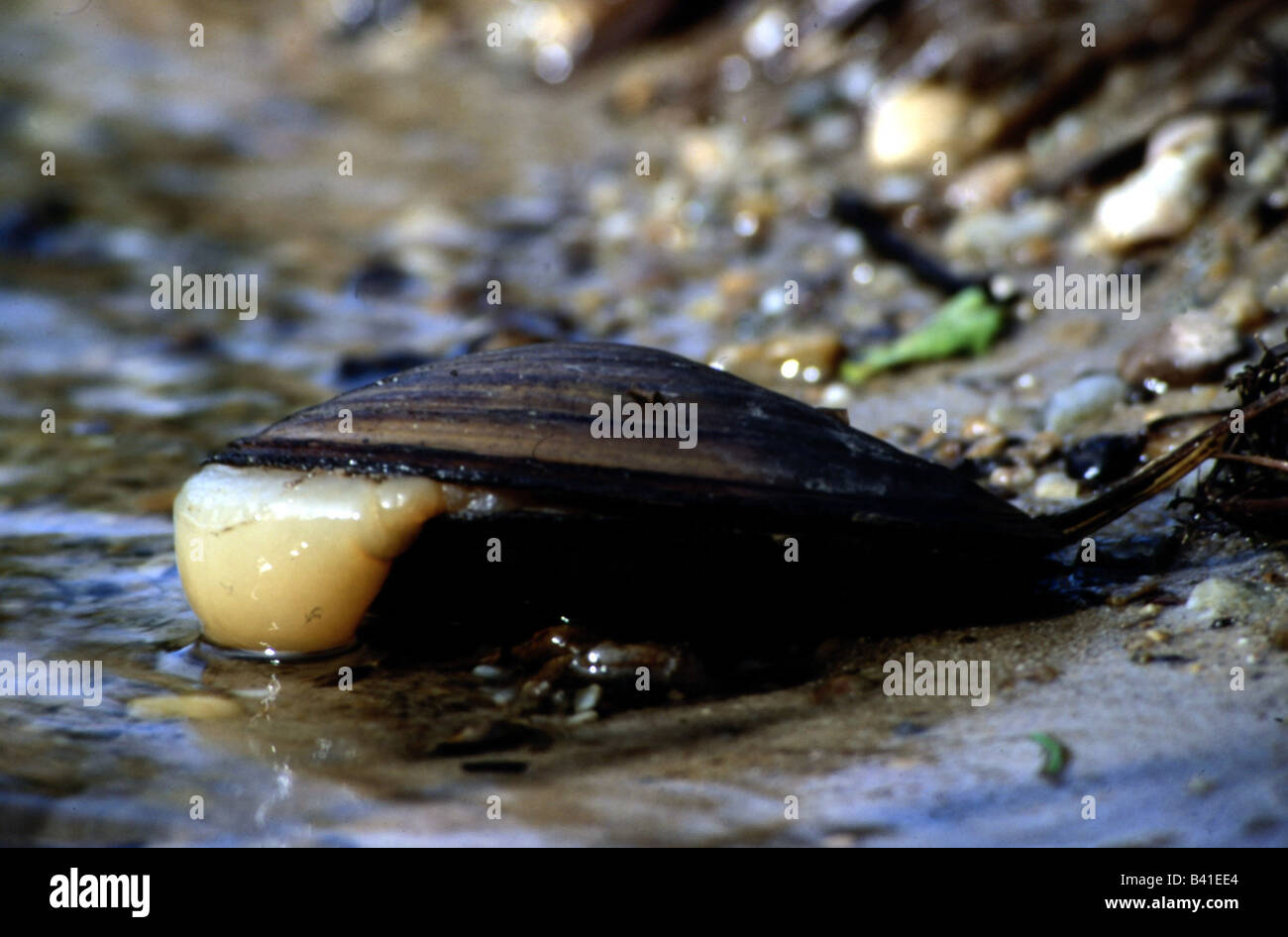 zoology / animals, cnidaria, Swan mussel, (Anodonta cygnea), open mussel, distribution: North- and Central Europe, Balkans, anim Stock Photo