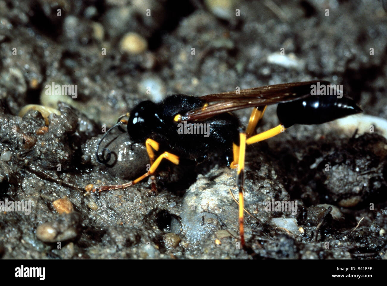 zoology / animals, insects, wasps, Scolia flavifrons, on stones, distribution: Southern Europe, wasp, insect, animal, Stock Photo