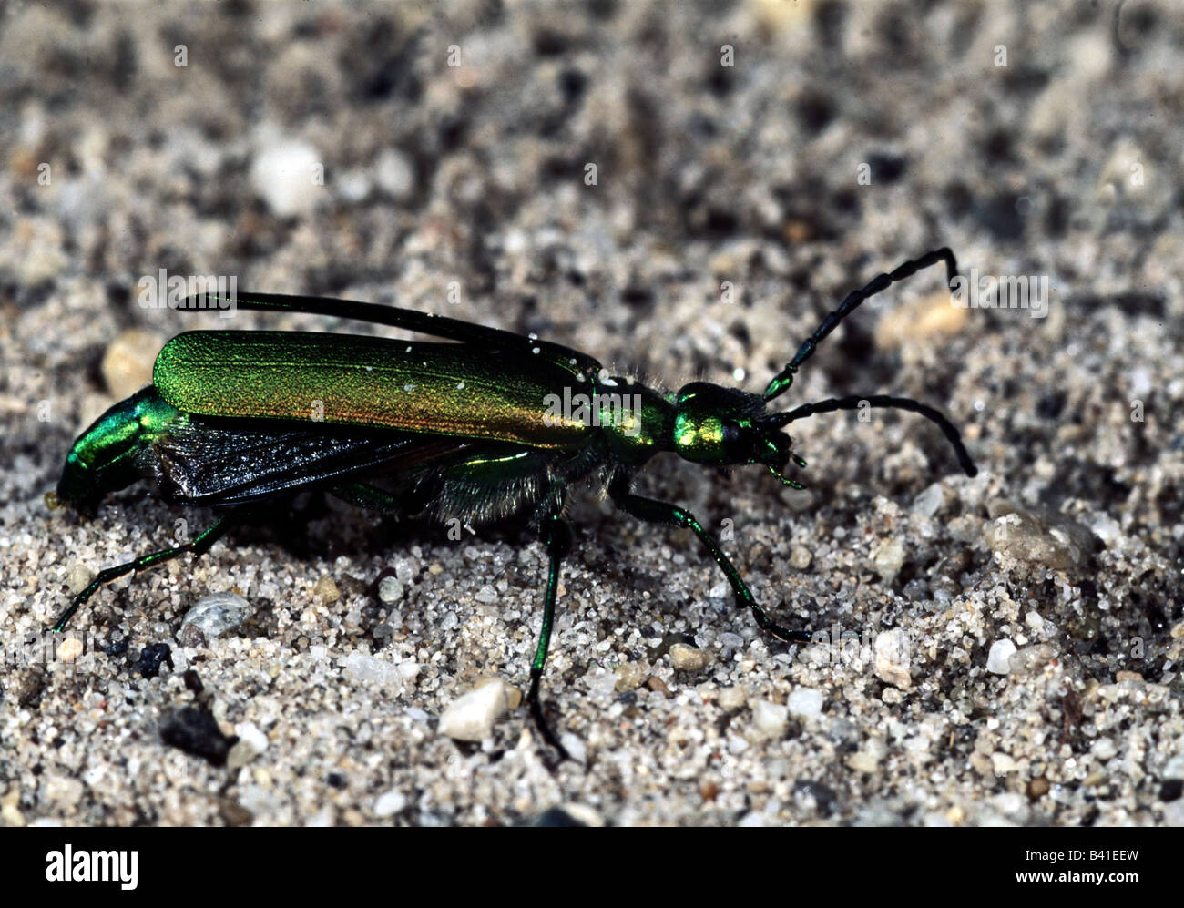 zoology / animals, insects, chafer, Spanish fly, (Lytta vesicatoria), on sand, distribution: Southern Europe, animal, Coleoptera Stock Photo