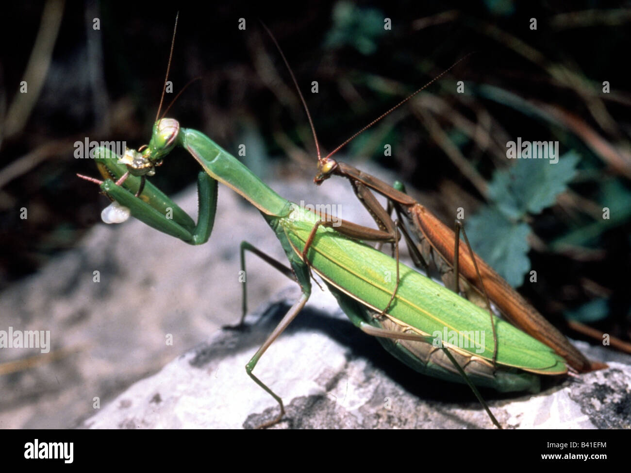 zoology / animals, insect, Mantidae, European mantis (Mantis religiosa), pairing, distribution: Southern Europe, Neoptera, Manto Stock Photo